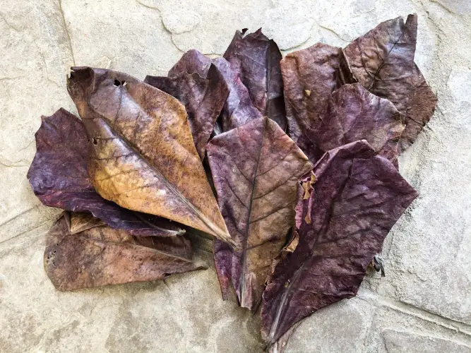 Catappa Leaves